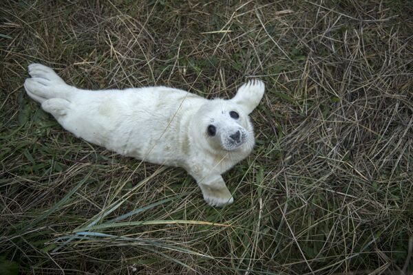 Новорожденный тюлень в Линкольнширском заповедника дикой природы возле Гримсби, северо-восточная Англия - Sputnik Lietuva
