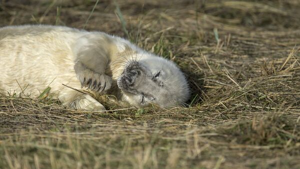 Новорожденный тюлень в Линкольнширском заповедника дикой природы возле Гримсби, северо-восточная Англия - Sputnik Литва