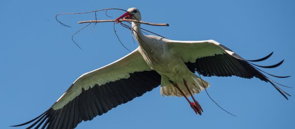 Аист с веточкой в полете - Sputnik Lietuva