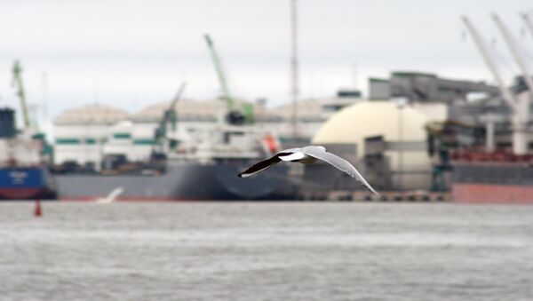 Птица на фоне морского порта в Клайпеде - Sputnik Литва