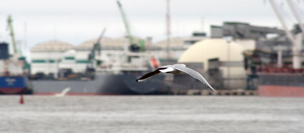 Птица на фоне морского порта в Клайпеде - Sputnik Литва