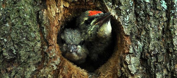 Семья дятлов Семья дятлов - Sputnik Lietuva