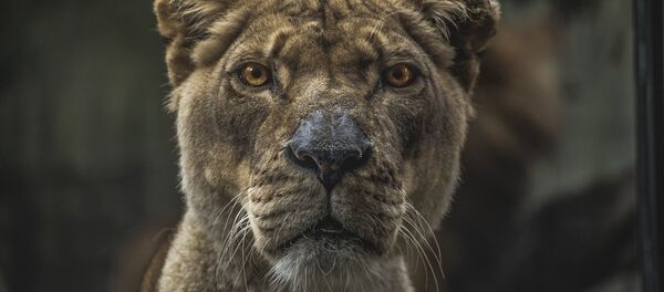 Львица - Sputnik Литва