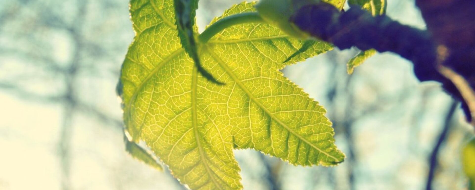 Зеленый лист - Sputnik Литва, 1920, 04.06.2023