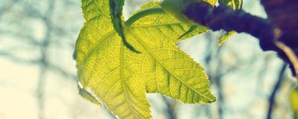 Зеленый лист - Sputnik Литва