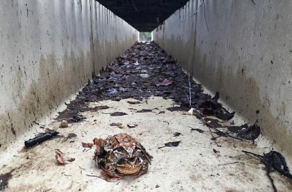 Подземный переход для лягушек Подземный переход для лягушек - Sputnik Литва