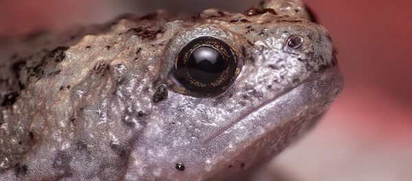 Лягушка смотрит прямо в душу - Sputnik Lietuva