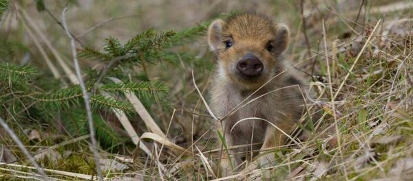 Детеныш дикого зверя - Sputnik Lietuva