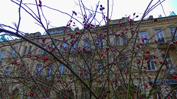 Пока на ветвях не появилось зеленой листвы, их украшают красные ягоды боярышника - Sputnik Литва