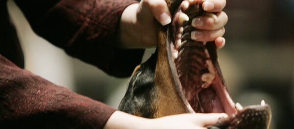 Раскрытая пасть добермана - Sputnik Литва