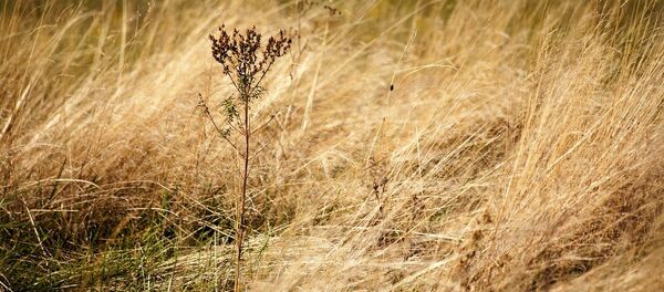 Сухая трава Сухая трава - Sputnik Lietuva