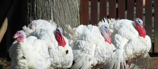 Индюки - Sputnik Литва