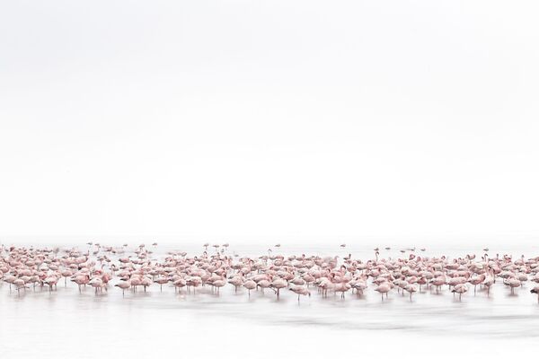 Снимок Flamingos’ Soul швейцарского фотографа  Alessandra Meniconzi, победивший в Национальном конкурсе 2017 Sony World Photography Awards - Sputnik Литва