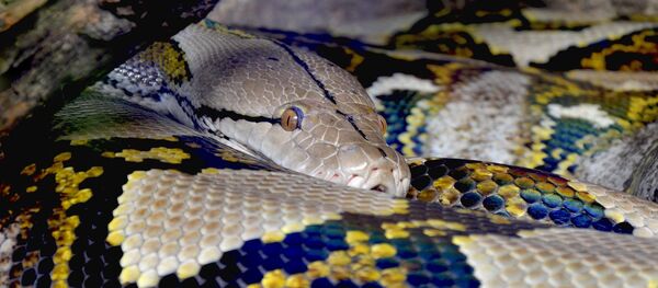 Питон - Sputnik Lietuva