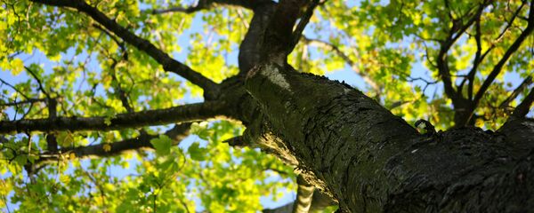 Дерево Дерево - Sputnik Lietuva