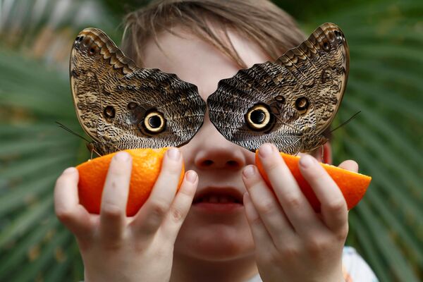 Джордж Льюис позирует с бабочками-совами - Sputnik Литва