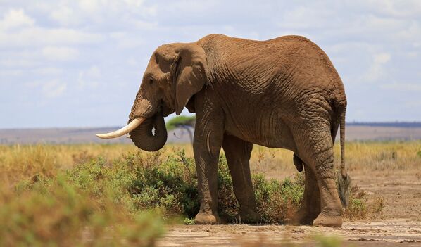 Слон с контролирующим ошейником в Национальном парке Амбосели в Кении - Sputnik Литва