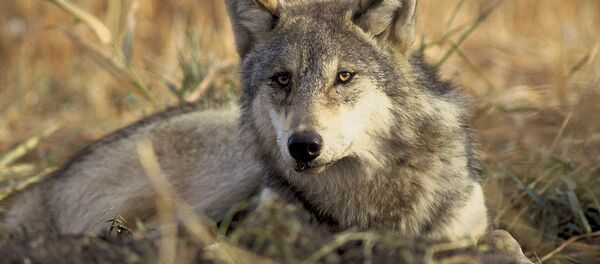 Волк, архивное фото - Sputnik Литва