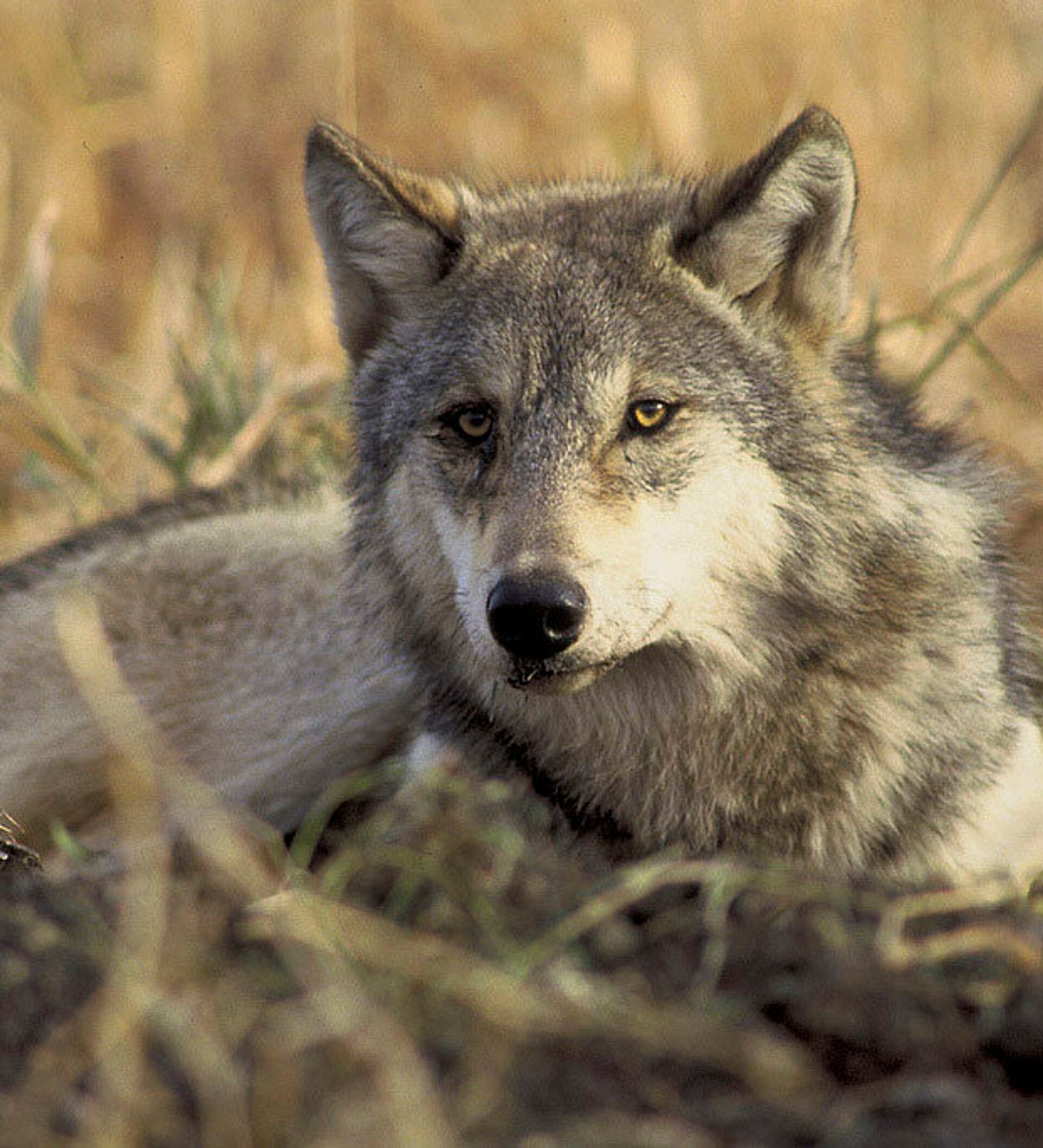 Canis Mosbachensis. Мосбахский волк. Степной волк Казахстана. Волк в лесостепи.