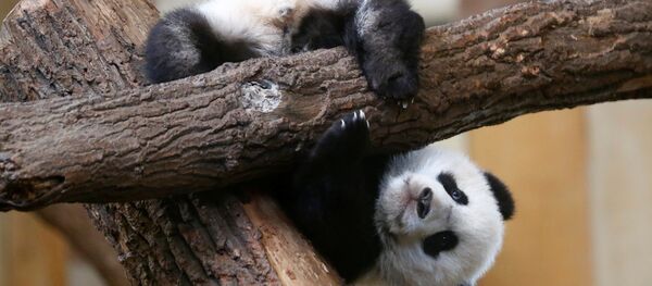 детеныш большой панды Фу Фэн в зоопарке Шенбрунн в Вене детеныш большой панды Фу Фэн в зоопарке Шенбрунн в Вене - Sputnik Lietuva