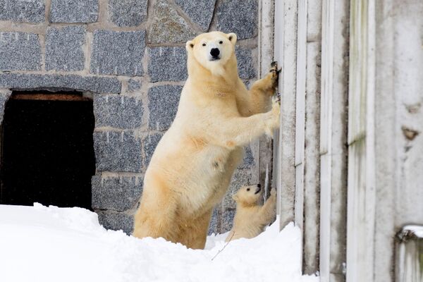 Белый медведь Венера со своим детенышем впервые появились на публике в парке дикой природы в Рануа, Финляндия - Sputnik Литва