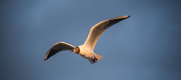 Чайка в полете, архивное фото Чайка в полете, архивное фото - Sputnik Литва