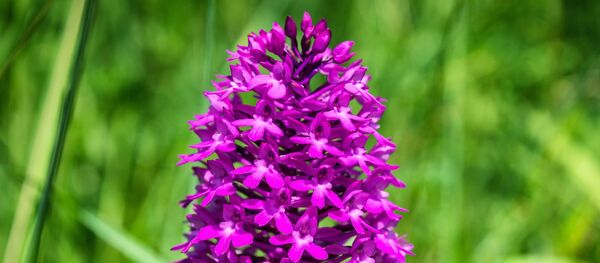 Дикая орхидея Дикая орхидея - Sputnik Lietuva