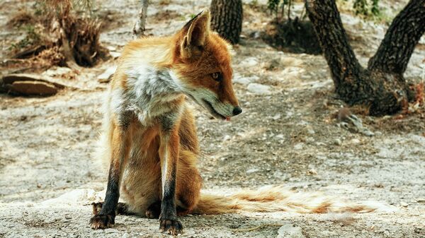 Дикая лиса в лесу - Sputnik Литва