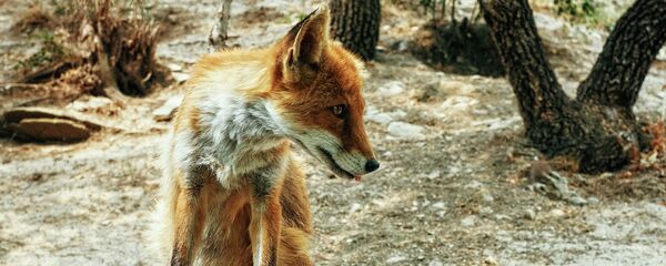 Дикая лиса в лесу - Sputnik Литва