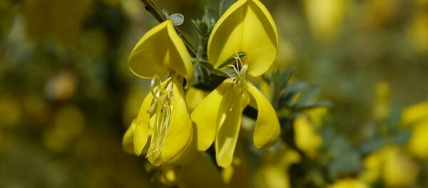 Жарновец метельчатый - Sputnik Lietuva