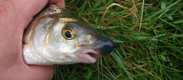 Рыбец Рыбец - Sputnik Lietuva