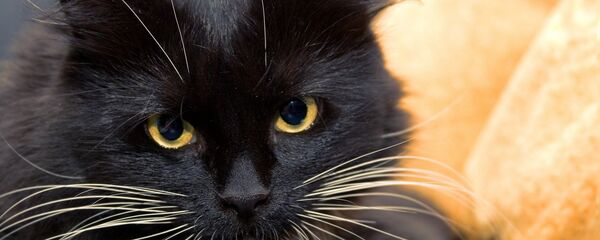 Черный кот Черный кот - Sputnik Литва