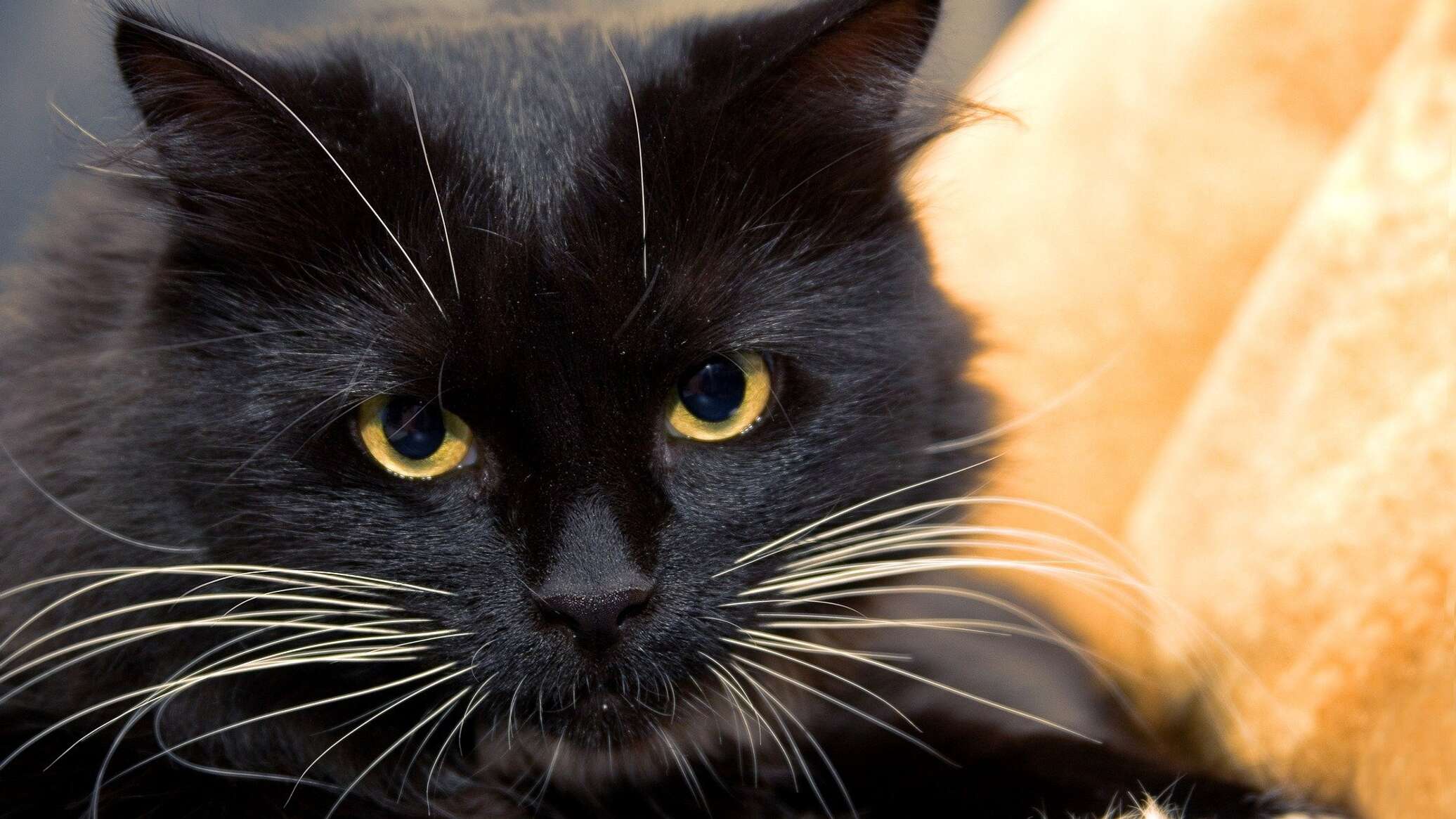 Черные кошка 13. Черные коты. Черный.
