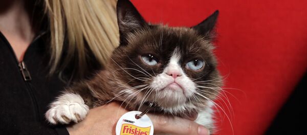 Грустный кот Грустный кот - Sputnik Lietuva