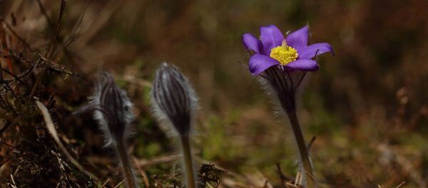 Aukštaitijos nacionalinis parkas - Sputnik Lietuva