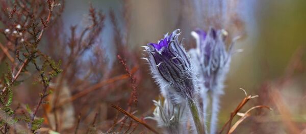 Подснежники на городище Гинучю в Национальном парке Аукштайтии Подснежники на городище Гинучю в Национальном парке Аукштайтии - Sputnik Lietuva