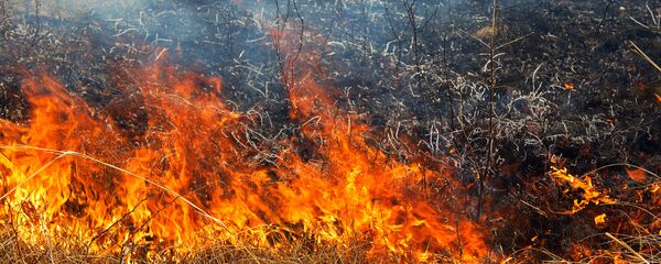 Трава горит - Sputnik Литва