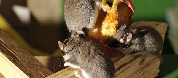 Садовая соня Садовая соня - Sputnik Lietuva