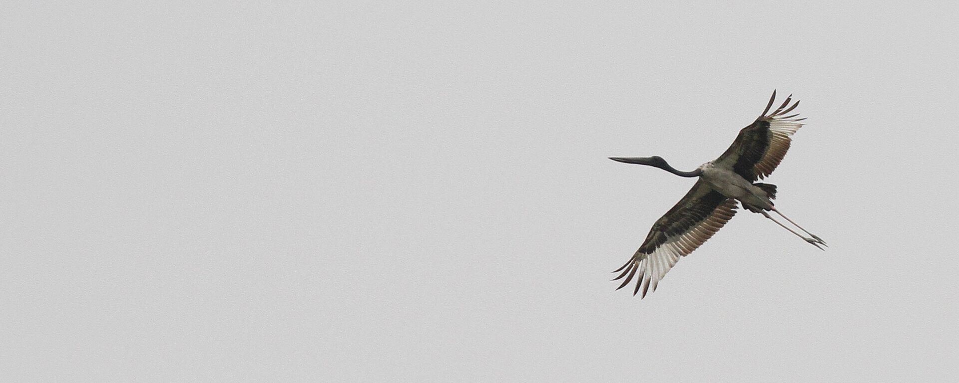 Черный аист, архивное фото - Sputnik Литва, 1920, 11.01.2026