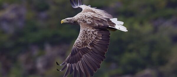 Орлан Орлан - Sputnik Lietuva