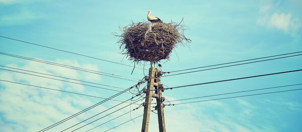 Аист свил гнездо на линии электропередачи - Sputnik Литва