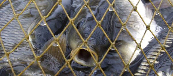 Žuvis Žuvis - Sputnik Lietuva