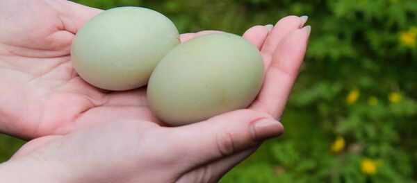 Яйца индийского бегуна Яйца индийского бегуна - Sputnik Lietuva