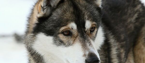 Лайка Лайка - Sputnik Lietuva