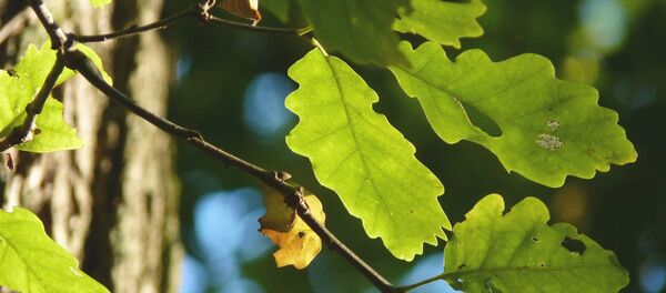 Дубовые листья - Sputnik Lietuva