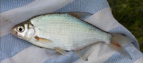 Лещ Лещ - Sputnik Lietuva