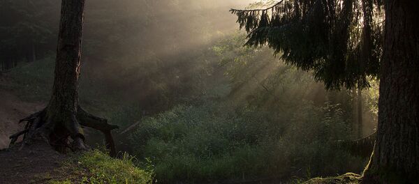 Лес Парауджю Лес Парауджю - Sputnik Lietuva