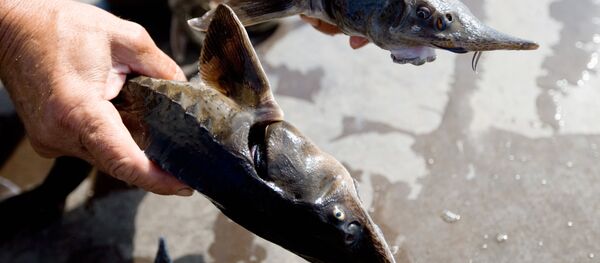 Разведение рыбы на ГУПСО Рефтинский рыбхоз - Sputnik Литва