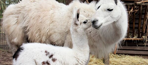 Белая лама с детенышем Белая лама с детенышем - Sputnik Lietuva