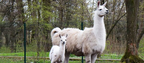 Белая лама с детенышем - Sputnik Литва